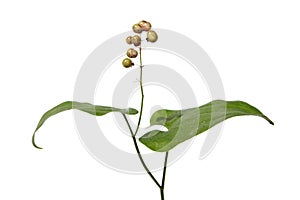 Maianthemum bifolium (May lily) with immature berries