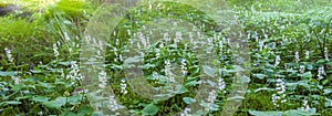 Maianthemum bifolium (False lily of the valley or May lily)