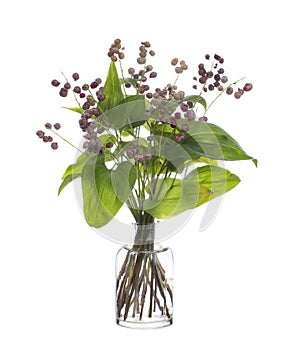 Maianthemum dilatatum false lily of the valley with fruits in a glass vessel on a white background
