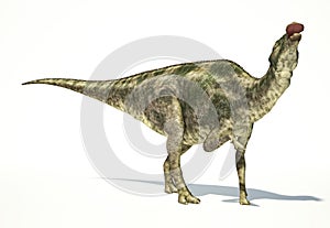 Maiasaura dinosaur, photorealistic representation. Dynamic view.