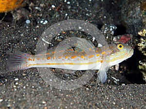 Maiden goby