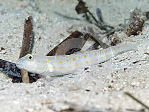 Maiden goby photo