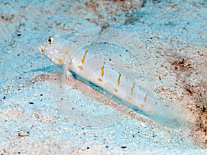 Maiden goby