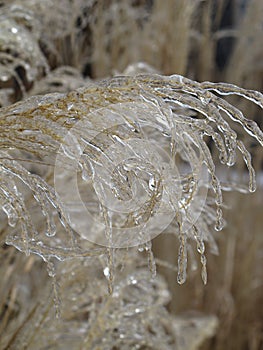 Maiden grass wheat flowers in ice