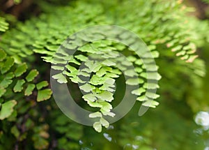 Maiden Hair Fern-Adiantum Sp-Close up Scene photo