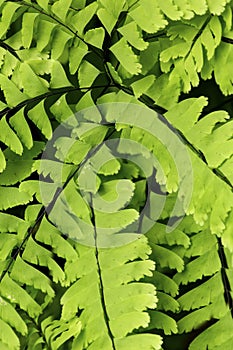 Maiden hair fern at The Fells in Newbury, New Hampshire