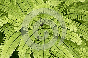 Maiden hair fern at The Fells in Newbury, New Hampshire