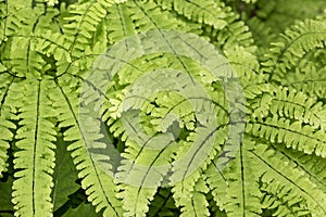 Maiden hair fern at The Fells in Newbury, New Hampshire