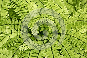 Maiden hair fern at The Fells in Newbury, New Hampshire