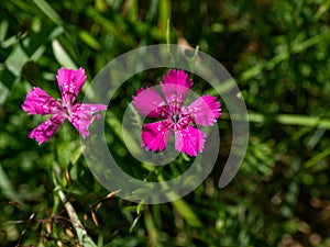 The Maiden pink (Dianthus deltoides) blooming with bright pink flower in grassland in summer