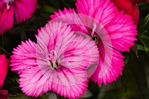 Maiden Pink Dianthus Flower Heads Dianthus deltoides