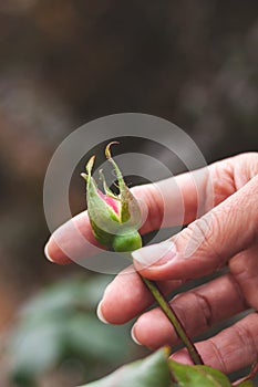 A maiden`s hand holds a flower Bud in her hand