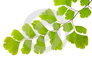 Maidenhair  branch