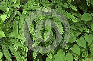 Maidenhair Fern