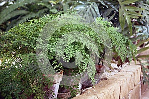 Maidenhair fern