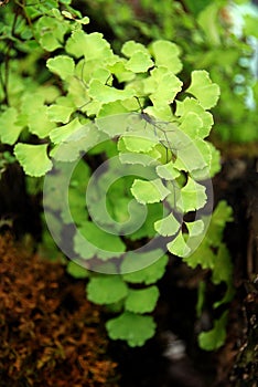 Maidenhair fern