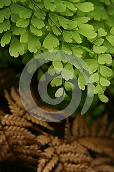 Maidenhair fern