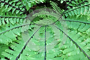 Maidenhair Fern - Adiantum aleuticum photo
