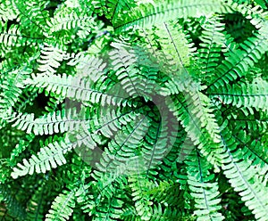 Maidenhair Fern, Adiantum pedatum