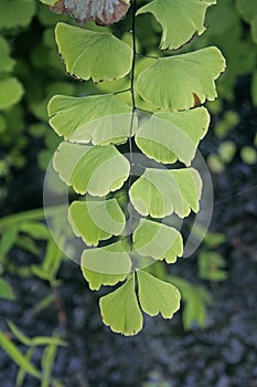 Maidenhair fern (Adiantum pedatum)