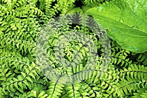 Maidenhair Fern   6927