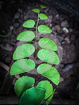 Maidenhair Fern culantrillo photo