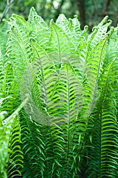 Maidenhair Fern