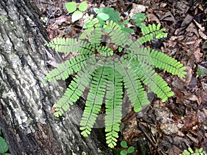 Maidenhair Fern, Lake Lure, North Carolina