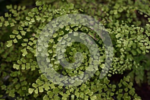 Maidenhair fern leaves close up