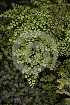 Maidenhair fern leaves close up