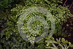 Maidenhair fern leaves close up