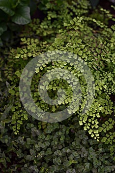 Maidenhair fern leaves close up