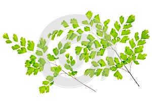 maidenhair fern leaves is isolated on white