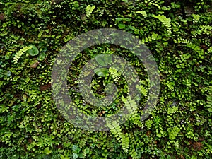 Maidenhair fern plants, green background