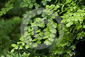 Maidenhair fern prefers a dimly lit light.