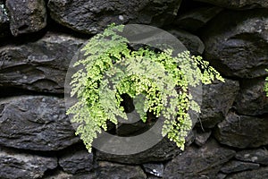 Maidenhair fern & x28;Adiantum capillus-veneris& x29;