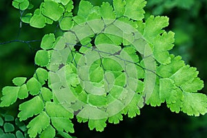 Maidenhair ferns , Adiantum latifolium fern green leaves