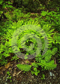 Maidenhair Ferns, Great Smoky Mtns NP