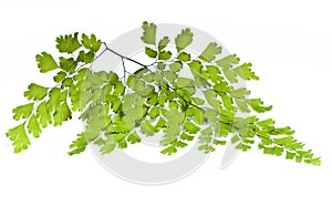 Maidenhair leaves