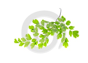 Maidenhair leaves isolated