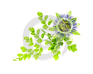 Maidenhair leaves with passionflower