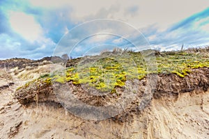 Maidenhair, Polytrichum commune