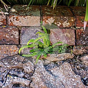 Maidenhair sleenwort growing on a stone wall