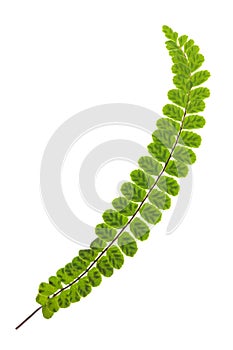 Maidenhair spleenwort