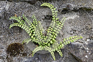 Maidenhair Spleenwort - Asplenium trichomanes