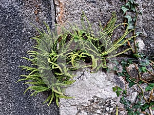Maidenhair spleenwort

Scientific name:Â Asplenium trichomanes photo