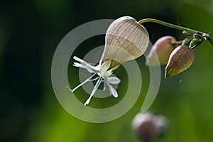 Maidenstears Silene vulgaris flower