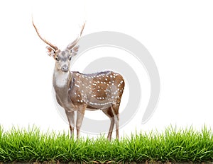 Maie axis deer with green grass