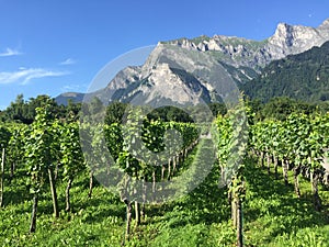 Maienfeld Graubuenden Switzerland vineyards Summer