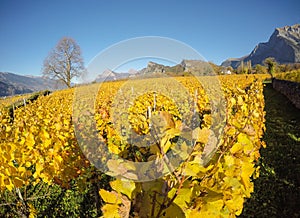 Maienfeld, Switzerland. Vineyards during the autumn with orange and yellow leaves